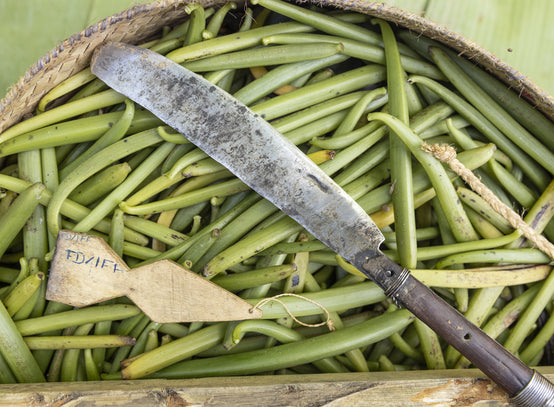 RÉCOLTE DES GRAPPES DE VANILLE