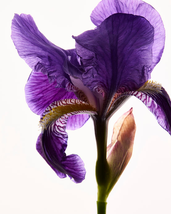 BEURRE D’IRIS DE FRANCE ORPUR™