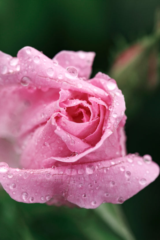 ROSE DE DAMAS