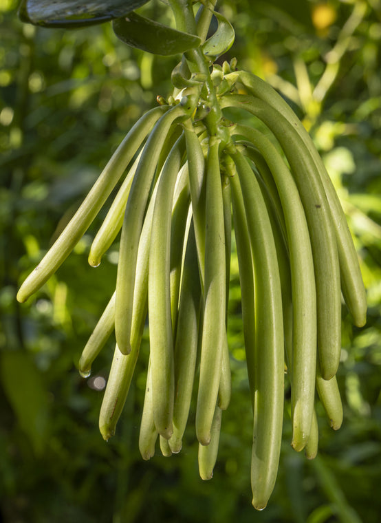GRAPPE DE GOUSSE DE VANILLE