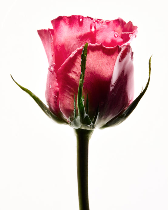 TRIO DE ROSES