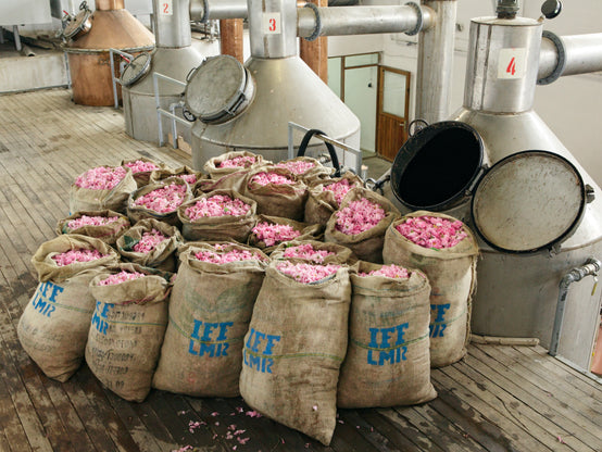 SACS DE ROSES PRÊTS POUR LA DISTILLATION